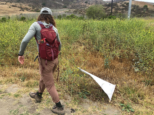 Sierra Teemsma Catching Bugs